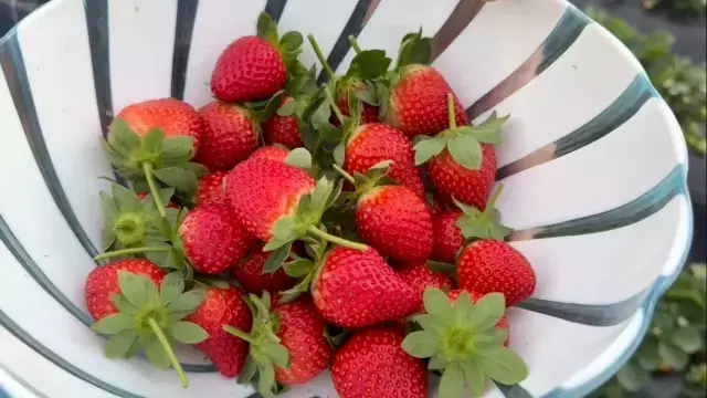 Yaz meyvesinde kış hasadı başladı! Kilosu 130 TL'den satılıyor