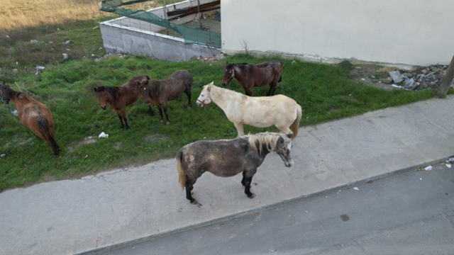 Yer: İstanbul! Başıboş atlar trafiği tehlikeye sokuyor