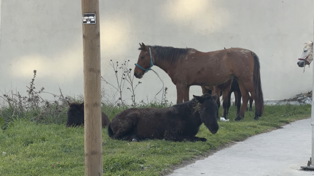 Yer: İstanbul! Başıboş atlar trafiği tehlikeye sokuyor