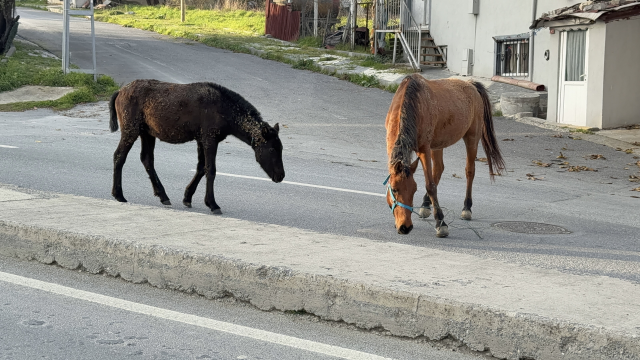 Yer: İstanbul! Başıboş atlar trafiği tehlikeye sokuyor
