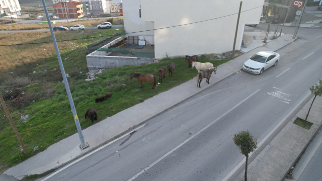 Yer: İstanbul! Başıboş atlar trafiği tehlikeye sokuyor
