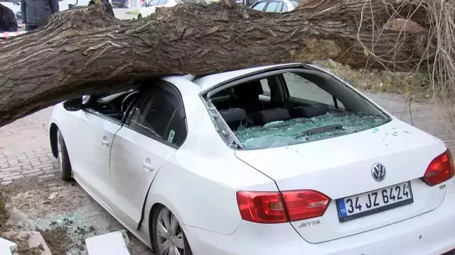 İstanbul'da lodos; ağaç 4 aracın üzerine devrildi