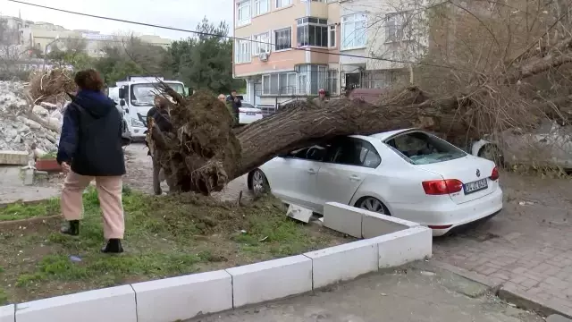 İstanbul'da lodos; ağaç 4 aracın üzerine devrildi