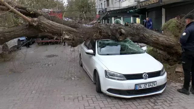 İstanbul'da lodos; ağaç 4 aracın üzerine devrildi
