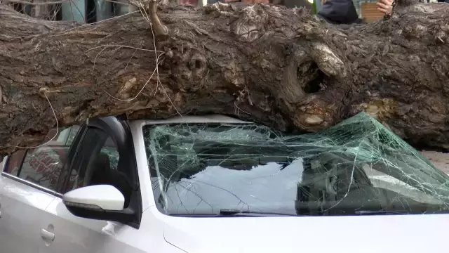 İstanbul'da lodos; ağaç 4 aracın üzerine devrildi