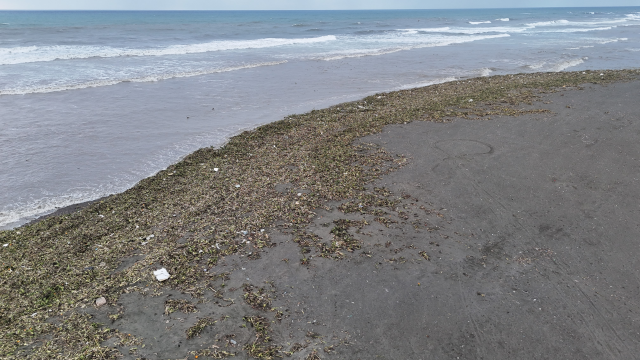 Denizin dibinden çıktı, tüm sahili kapladı