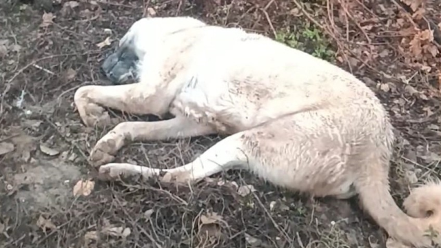 Kendisine doğru koşan köpeği tüfekle vurup öldürdü