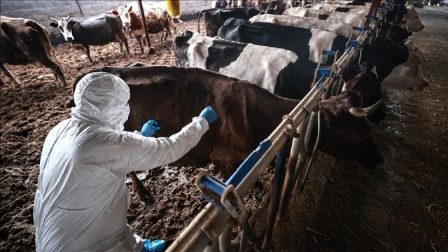 Marmara'da şap hastalığı alarmı