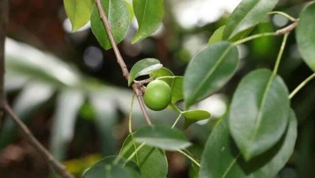 Dünyanın en tehlikeli ağacı! Altında duran ölüyor, meyvesinden tek ısırık alan acı içinde can veriyor
