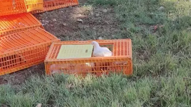 TIR devrildi, yüzlerce tavuk telef oldu