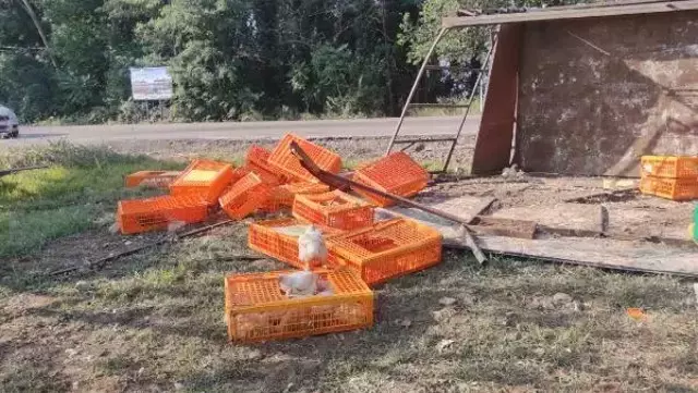 TIR devrildi, yüzlerce tavuk telef oldu