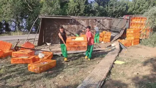 TIR devrildi, yüzlerce tavuk telef oldu
