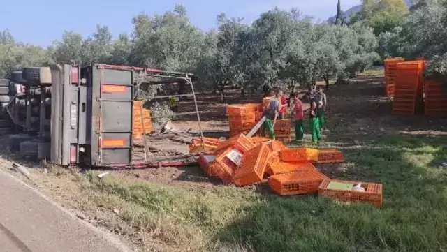 TIR devrildi, yüzlerce tavuk telef oldu