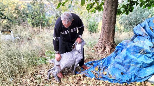 Vahşi hayvanların saldırdığı ahırda 11 küçükbaş hayvan telef oldu