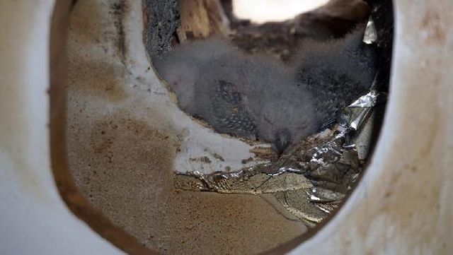 Tadilat sırasında mutfak havalandırmasında kuş yuvası buldular, asıl şoku türünü öğrenince yaşadılar
