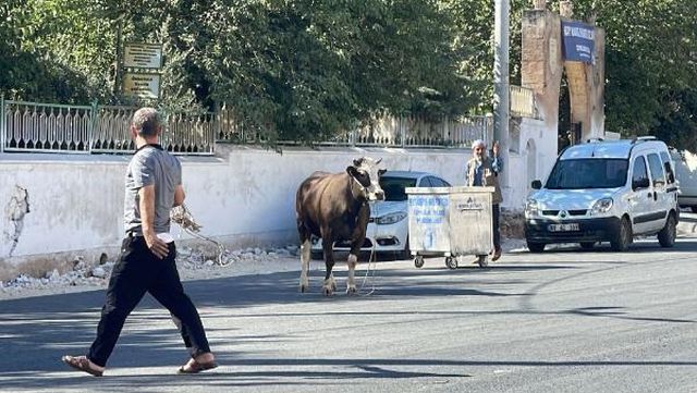 Kaçan kurbanlık boğa 2 saatlik kovalamacanın ardından yakalandı