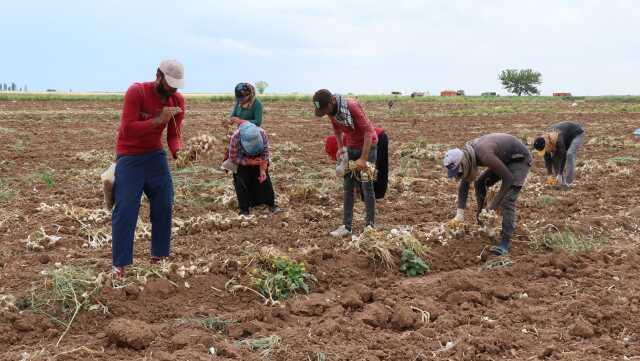 Yurt dışına ihraç olan organik sarımsağı susuzluk vurdu