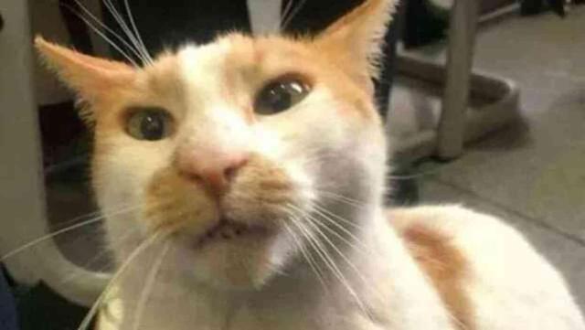 Beşiktaş'ta Kediye İşkence Davası Başladı