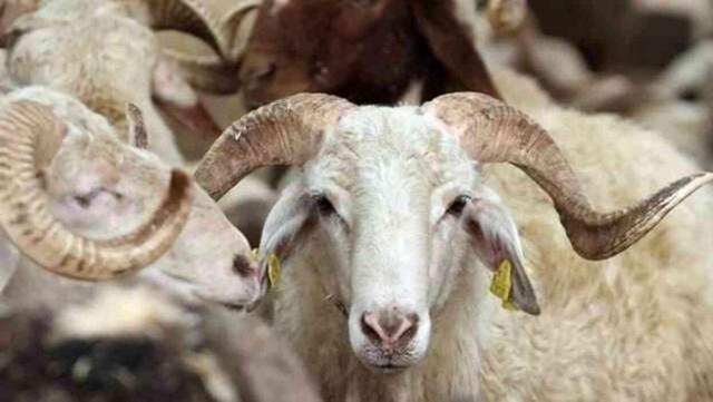 BAYRAM HANGİ GÜN? Kurban Bayramı hangi güne denk geliyor? Arefe Günü ne zaman?