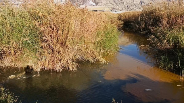 Büyük Menderes Nehri alarm veriyor, simsiyah oldu