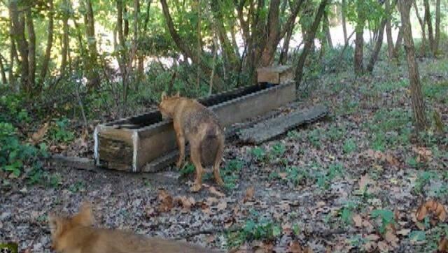 Vahşi doğa en net haliyle görüntülendi! Çakallar su içmek için aşağılara kadar indi