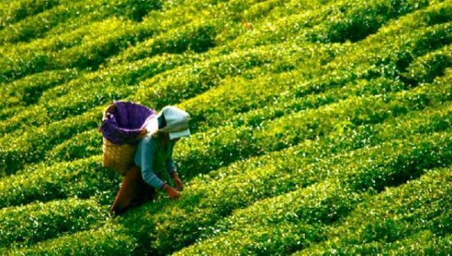Çay Kanunu Teklifi TBMM Başkanlığına sunuldu