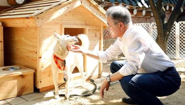 Kim Jong-un'un hediye ettiği köpekler, Güney Kore'de büyük krize neden oldu