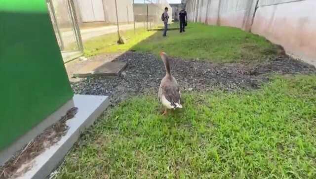 Brezilya'da Hapishanede Kaçışları Önlemek İçin Kaz Kullanılıyor