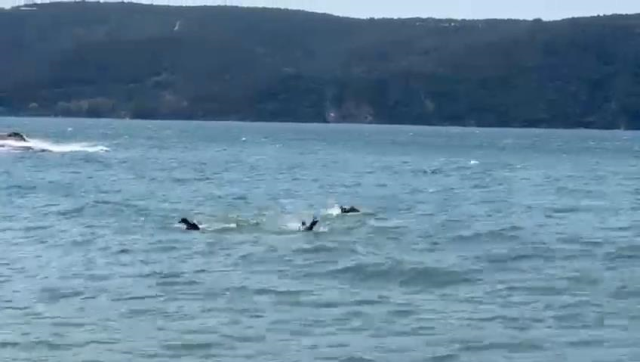 Beykoz'da Tekne Alabora oldu, Bir Kişi Hayatını Kaybetti