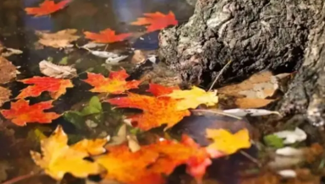 Kasım mesajları! En güzel Kasım sözleri ve mesajları!