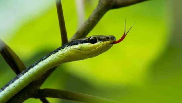 Rüyada yılan ısırması ve sokması ne anlama gelir? Rüyada yılan sokması ve ısırması ama bir şey olmaması anlamı!