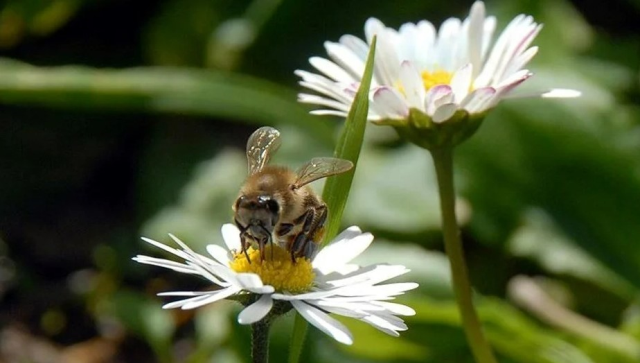 Cemre ne zaman düşer 2025? Cemre düştüğü nasıl anlaşılır?