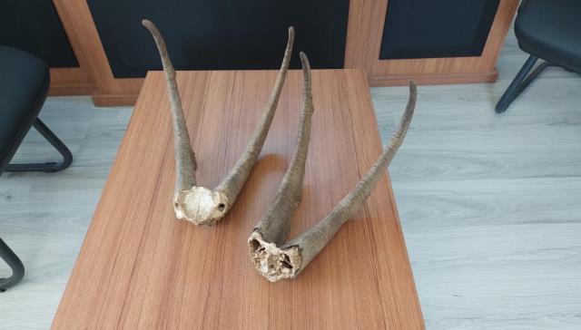 Adıyaman'da ele geçirilen keçi boynuzuna 513 bin TL ceza