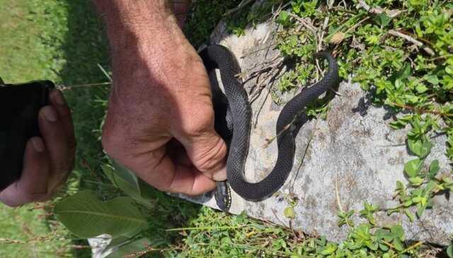 Mantar ararken tesadüfen buldular! Tek ısırığıyla 100 kişiyi öldürebiliyor