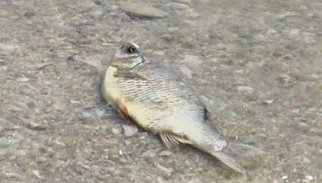 Musluktan gelen balık kokusu mahalleliyi isyan ettirdi! Kaymakamlığa şikayet yağdırdılar