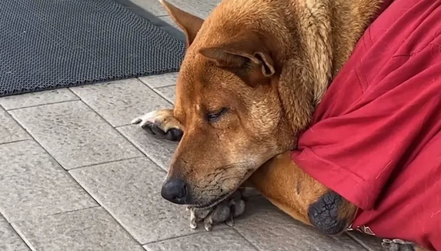 Sadık köpek, aylar önce ölen sahibinin gelmesini bekliyor