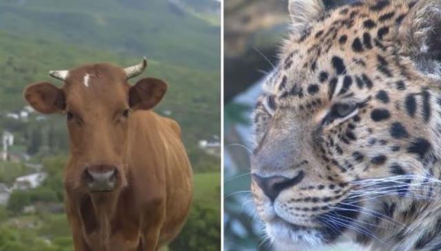 Her gece köydeki ahırı ziyaret eden ama inekleri öldürmeyen leopar hakkındaki gerçek, çiftçiyi hayrete düşürdü