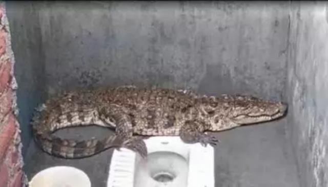 Tuvalete giren adam, içeride timsahla karşılaşması sonrası çığlık çığlığa dışarı kaçtı