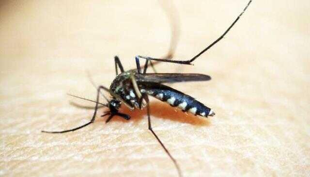 Rüyada kara böcek görmek ne anlama gelir? Rüyada kara fatma böceği görmek nedir? Rüyada büyük kara böcek görmek ne demek?