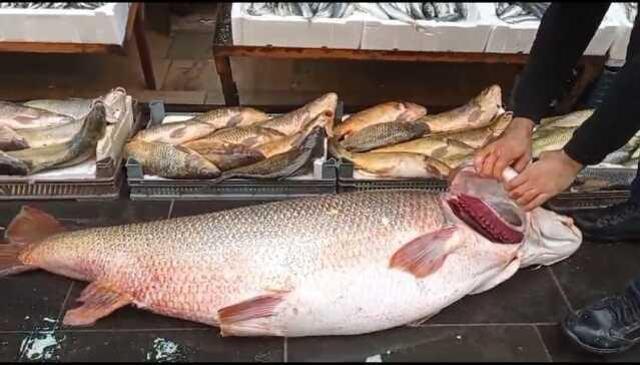 Batman'da oltaya takılan dev turna balığı dana fiyatına satıldı