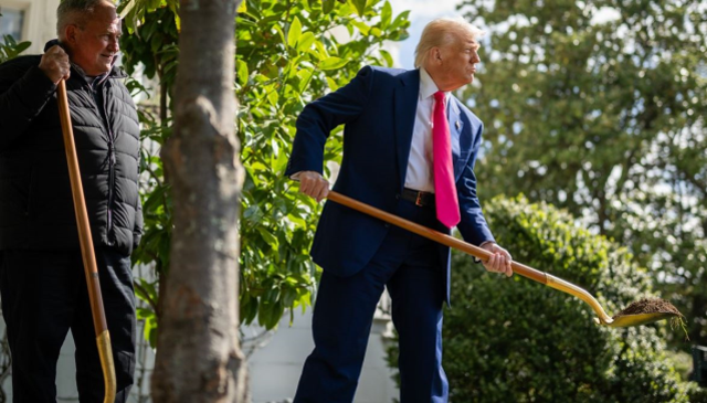 Trump, Beyaz Saray bahçesinde altın kürekle ağaç dikti