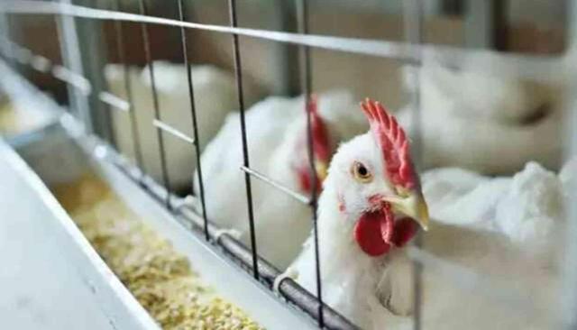 KUŞ GRİBİ BELİRTİLERİ NELER? Kuş gribi alarmı veriliyor! Kuş gribi nedir?