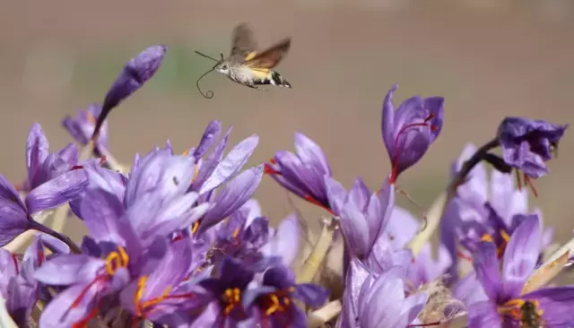 Dünyanın en pahalısı! 1 gramı 500 TL'ye satılıyor