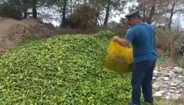 Sebzelerin çöpe döküldüğü görüntüler tepki çekmişti! Ticaret Bakanlığı, işin aslını açıkladı