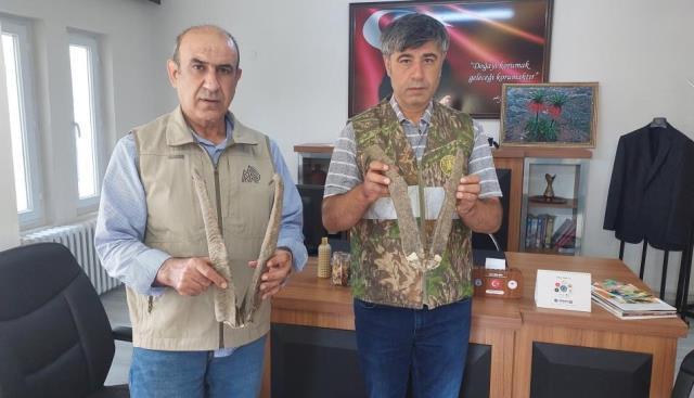 Adıyaman'da ele geçirilen keçi boynuzuna 513 bin TL ceza