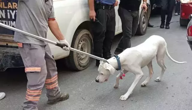 Alkollü sürücü ehliyetini isteyen polise yasaklı köpeğini saldırttı