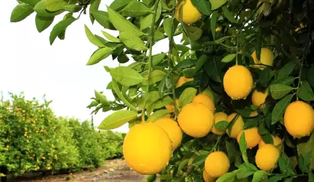 Kilosu 40 kuruşa düşen limon dalında sarardı! Üretici isyanda