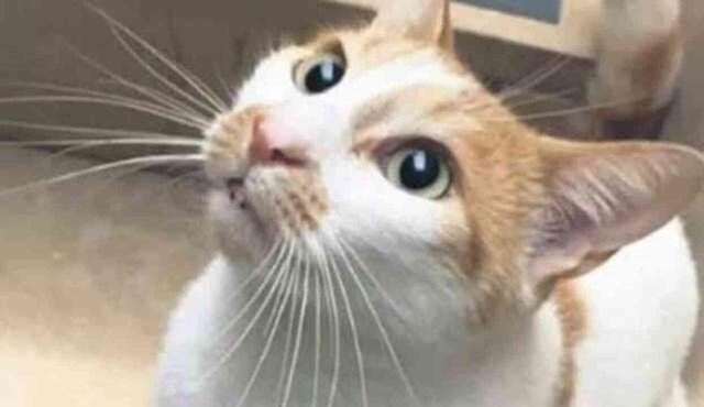 Beşiktaş'ta Kediye İşkence Davası Başladı