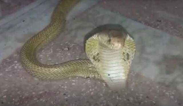 Tek ısırığı 20 insanı öldürecek güçte! İşte dünyanın en zehirli ve ölümcül yılanı