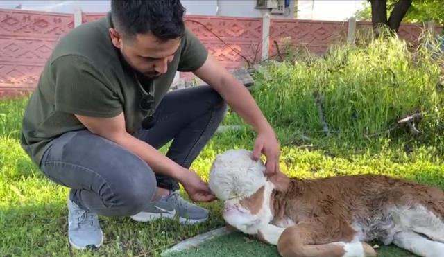 Ahıra giren çiftçi, başsız doğan buzağıyı görünce dakikalarca kendisine gelemedi